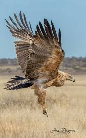 Pin By Bozkir On Birds Of Prey Birds Of Prey Pet Birds Wild Animals Photos