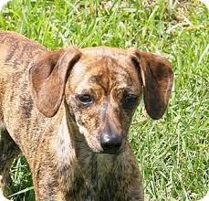 Among these are the puppy's lineage, location, and age, and appearance. Prole Ia Dachshund Meet Boone A Pet For Adoption