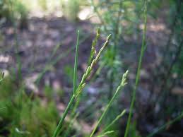 Image result for Entolasia