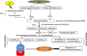 Lower Vitamin D Metabolites Levels Were Associated With Increased Coronary Artery Diseases In Type 2 Diabetes Patients In India Scientific Reports