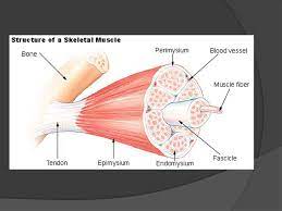 Tendons transmit skeletal muscle forces to bone and are essential in all voluntary movement. Microscopic Anatomy And Organization Of Skeletal Muscle Ppt Download