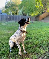 Our kennel location in oroville, california is a complete facility on 80 acres with two ponds 10 miles south of oroville, california (about 60 miles north of sacramento). German Shorthaired Pointer Club Of California Home Facebook