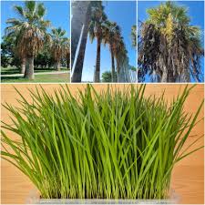 Image result for Washingtonia filifera