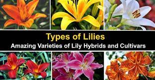 Also known as the lily family. 30 Types Of Lilies List Of Lily Hybrids And Lily Cultivars Pictures