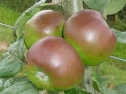 Delivering firewood to norfolk & suffolk areas. Norfolk Beefing Cooking Apple Tree 20 00 Cooking Apples Late Season Apple Trees And Fruit Trees For Sale Buy At Competitive Prices With Wholesale Discounts