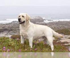 Wantedoldmotorcycles.com) pic hide this posting restore restore this posting Puppyfinder Com Labrador Retriever Puppies Puppies For Sale Near Me In North Carolina Usa Page 1 Displays 10