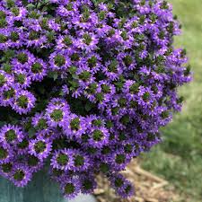 Image result for Scaevola