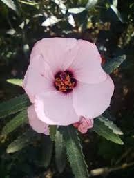 Image result for Pavonia leptocalyx
