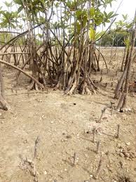 Image result for Cassipourea congoensis