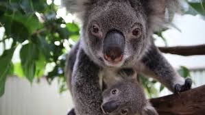 Wolf Caretaker Volunteer In The United States 2020 Animals Volunteer Koala Bear