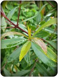 Image result for Catha edulis