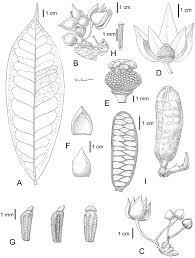 Image result for Uvariastrum