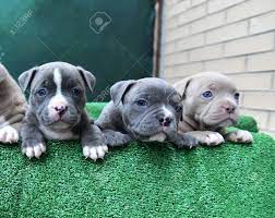 We will get your puppy hooked up with a top notch pet courier for delivery. Puppy American Bully Dog Stock Photo Picture And Royalty Free Image Image 133117856