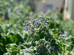 Fall is traditionally a season of grief. Herbs Flowers Brighten Life Farmers Market Black Cat
