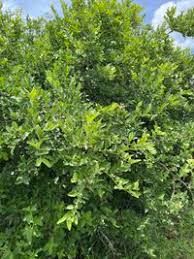 Image result for Carissa spinarum