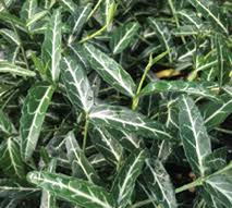 Maybe you would like to learn more about one of these? Hydrangea Macrophylla Greenmantle Nursery Management