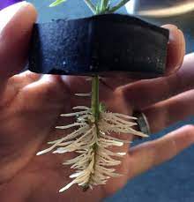 Picture Guide To Cloning Marijuana | Grow Weed Easy