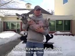 Blue merle great dane puppies. Great Dane Puppy Blue Merle Puppy School Youtube