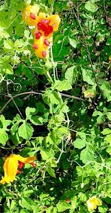 Image result for Momordica pterocarpa