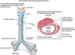 Anatomy Of Trachea Anatomy Drawing Diagram