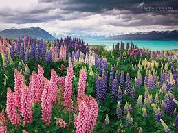 Lupins Lake Tekapo Lake Tekapo New Zealand Landscape New Zealand