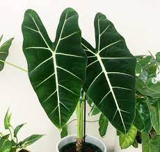 Maybe you would like to learn more about one of these? All About Alocasias 7 Things You Should Know About Them Lush Little Jungle