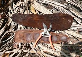 Image result for Gilbertiodendron