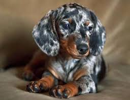 Is Crate Training Really The Best Way To Train A Puppy To View Further For This Article Visit The Image Link Dachshund Puppies Puppies Dapple Dachshund