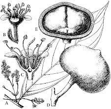 Image result for Strephonema sericeum