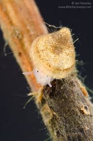 Macro Photography Of Freshwater Limpets Phylum Mollusca Class Gastropoda Molluscs Mollusca Fresh Water