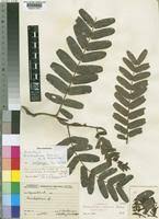 Image result for Brachystegia boehmii