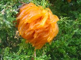Maybe you would like to learn more about one of these? Gymnosporangium Juniperi Virginianae Wikipedia
