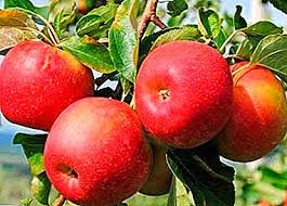 This is a vigorous tree that will grow to a larger size than many other apple trees, so allow enough room. Apple Variety Jonagold Description And Characteristics Features Of Growing And Care Photo Gardening