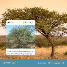 Image result for Acacia mellifera