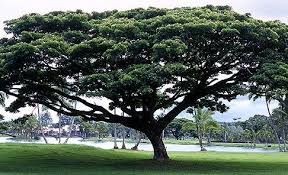 Image result for Brachylaena huillensis