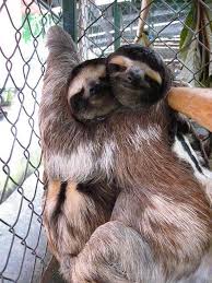 Anne Ile Yavru Tembel Hayvan Sloth Tiere Tiere Schon Susse Tiere