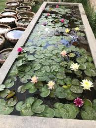 Gorgeous I Love Water Lilies Garden Pond Design Small Water Gardens Container Water Gardens
