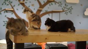 And with cats all over the place!! Cat Cafes In Kl That Will Meow Their Way Into Your Hearts