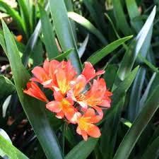 Image result for Clivia miniata