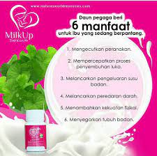 Daun pegagan ternyata memiliki sejumlah khasiat yang belum diketahui banyak orang. Daun Pegaga Beri 6 Manfaat Milkup Candy Milk Booster Facebook