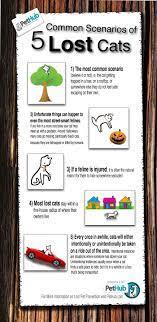 5 Common Scenarios Of Lost Cats Infographic Pethub Cat Infographic Lost Cat Cats