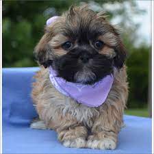 Lhasa Apso Puppy For Sale In Tucson Az Adn 42277 On Puppyfinder Com Gender Female Age 8 Weeks Old Lhasa Apso Puppies Lhasa Apso Puppies For Sale