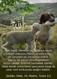 Ali Coskun Ozeren Adli Kullanicinin Sevimli Canlilar Cute Living Things Panosundaki Pin Fotograf Korku