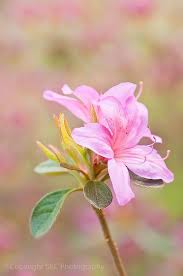 Pin On Flowers