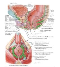 Actual And Potential Perineopelvic Spaces Anatomy Sagittal Section Visceral Peritoneum Vesical Fascia Rectal Fascia Recta Pelvic Diaphragm Rectal Anatomy