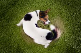 Infection (bacterial, yeast or fungal) ringworm (fungal infection) Tail Biting In Dogs What Are The Causes