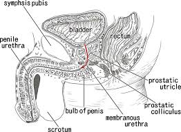 See full list on store.lunette.com Which Parts Of The Male Urethra Correspond To The Female Urethra A Download Scientific Diagram