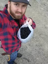Any Canadian huckleberry pickers in this group? 👀