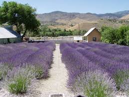 Lavender Ridge Reno Reno S Outdoor Wedding Venue Nevada Travel Reno Tahoe Nevada Wedding