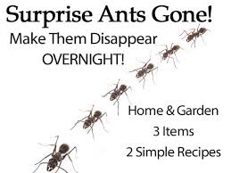 How to kill ants with borax. Surprise Ants Gone Make Them Disappear Overnight